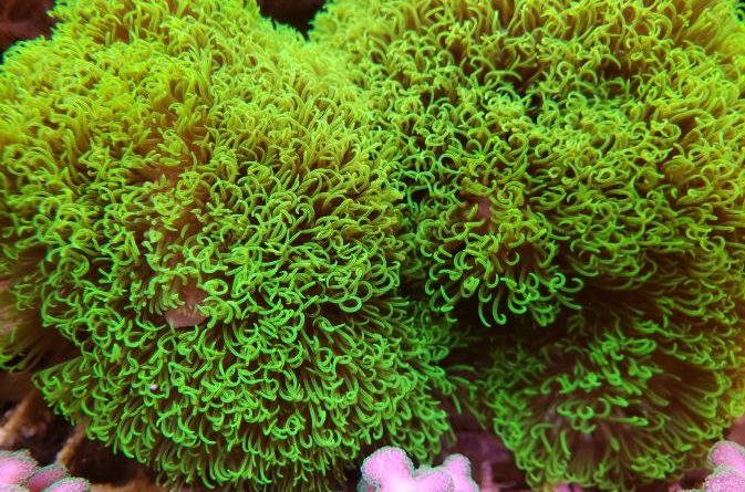 Coral Green Star Polyps